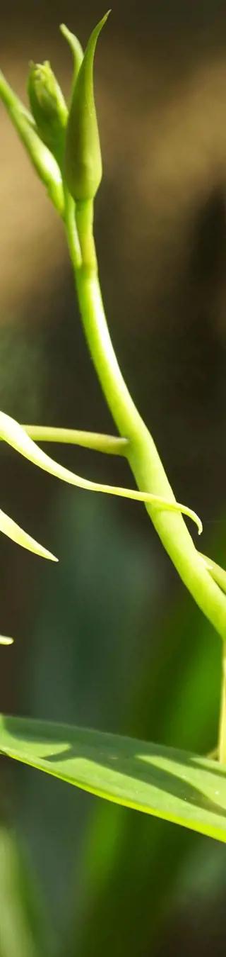 Schärfe deine Sinne im Orchideengarten von Soroa